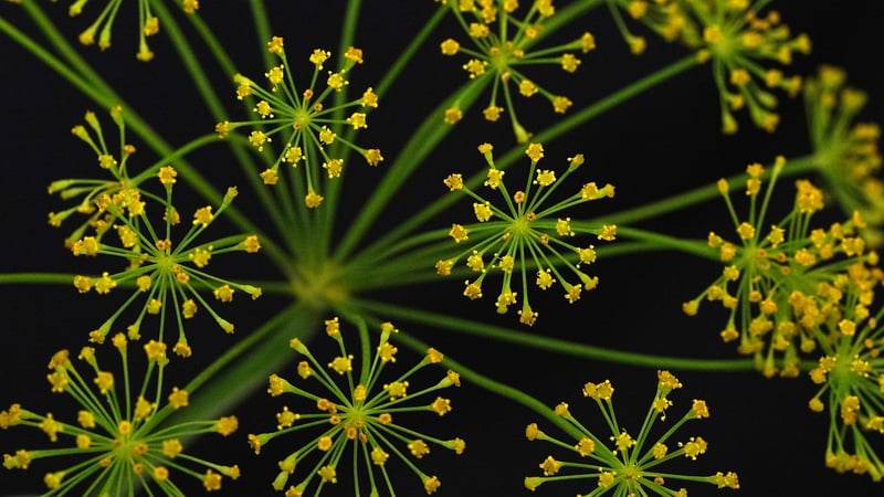 Cumin